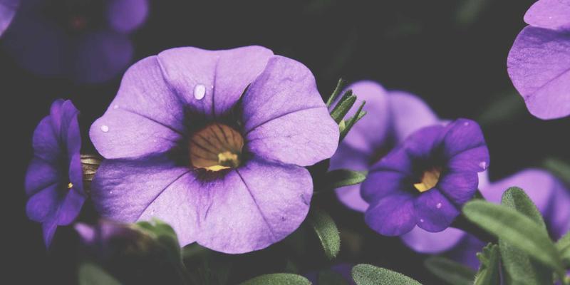 义乌商户知识产权保护指南：跨境贸易中如何借助师资派遣与教育咨询避免侵权纠纷